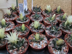 Ariocarpus trigonus horacekii Jaumave, Tam. pot 5,5 cm - 12395555