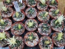 Ariocarpus trigonus horacekii Jaumave, Tam. pot 5,5 cm - 12395556