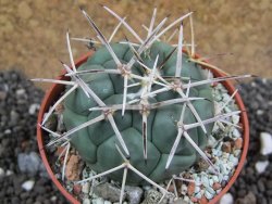 Coryphantha poselgeriana valida SB 288 Cerro Bola pot 6,5 cm - 12395633