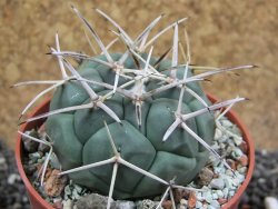 Coryphantha poselgeriana valida SB 288 Cerro Bola pot 6,5 cm - 12395634