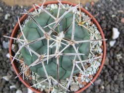 Coryphantha poselgeriana valida SB 288 Cerro Bola pot 6,5 cm - 12395635
