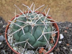 Coryphantha poselgeriana valida SB 288 Cerro Bola pot 6,5 cm - 12395637