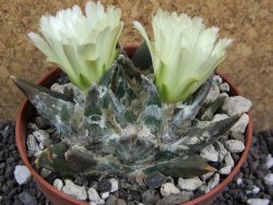 Ariocarpus trigonus elongatus San Antonio pot 9 cm - 12395700