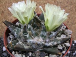 Ariocarpus trigonus elongatus San Antonio pot 9 cm - 12395703