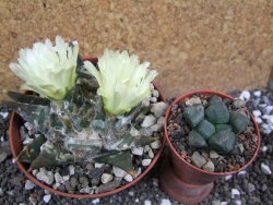 Ariocarpus trigonus elongatus San Antonio pot 9 cm - 12395705