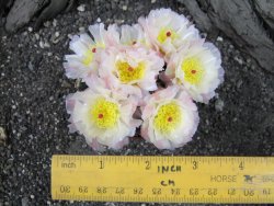 Puna bonniae pot 5,5 cm - 12395819