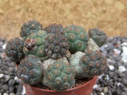 Puna bonniae pot 5,5 cm - 12395822