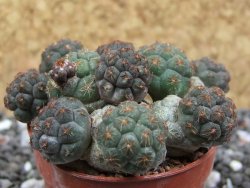 Puna bonniae pot 5,5 cm - 12395823