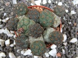 Puna bonniae pot 5,5 cm - 12395824