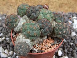 Puna bonniae pot 5,5 cm - 12395825