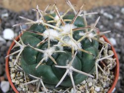 Coryphantha poselgeriana Escalon Chih. pot 5,5 cm - 12395917