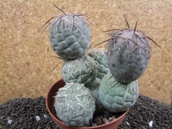 Tephrocactus geometricus XXL 11x10x10 cm - 12395940