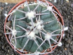 Echinocactus horizonthalonius Corazon del Monte pot 6,5 cm - 12396160