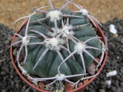 Echinocactus horizonthalonius Corazon del Monte pot 6,5 cm