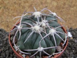 Echinocactus horizonthalonius Corazon del Monte pot 6,5 cm - 12396162