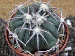Echinocactus horizonthalonius Corazon del Monte pot 6,5 cm - 12396163