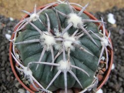 Echinocactus horizonthalonius Corazon del Monte pot 6,5 cm - 12396164