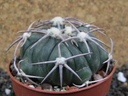 Echinocactus horizonthalonius Corazon del Monte pot 6,5 cm - 12396165