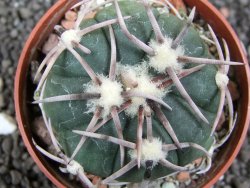 Echinocactus horizonthalonius Corazon del Monte pot 6,5 cm