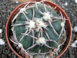 Echinocactus horizonthalonius Corazon del Monte pot 6,5 cm - 12396167
