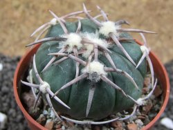 Echinocactus horizonthalonius Corazon del Monte pot 6,5 cm - 12396168