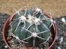 Echinocactus horizonthalonius Corazon del Monte pot 6,5 cm - 12396169