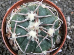 Echinocactus horizonthalonius Corazon del Monte pot 6,5 cm - 12396171
