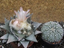 Ariocarpus retusus pot 7 cm cites IA - 12396254