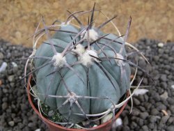 Echinocactus horizonthalonius pot 5,5 cm - 12396590