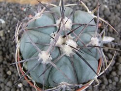 Echinocactus horizonthalonius pot 5,5 cm - 12396591