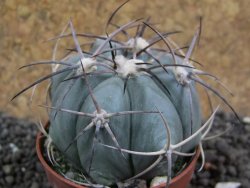 Echinocactus horizonthalonius pot 5,5 cm - 12396593