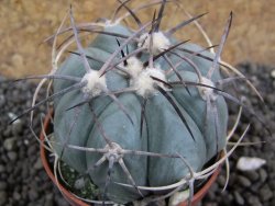 Echinocactus horizonthalonius pot 5,5 cm - 12396594