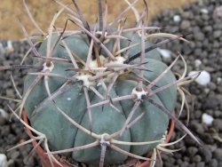 Echinocactus horizonthalonius Hipolito pot 5,5 cm