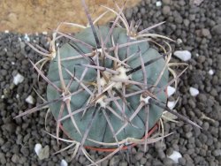 Echinocactus horizonthalonius Hipolito pot 5,5 cm - 12396645