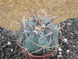 Echinocactus horizonthalonius Hipolito pot 5,5 cm - 12396646
