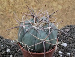 Echinocactus horizonthalonius Hipolito pot 5,5 cm - 12396647