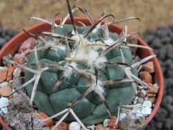 Coryphantha poselgeriana, pot 5,5 cm - 12396721
