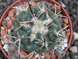 Coryphantha poselgeriana, pot 5,5 cm - 12396723