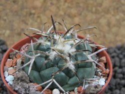 Coryphantha poselgeriana, pot 5,5 cm - 12396724