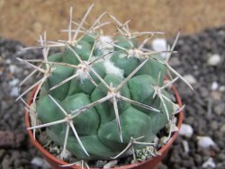 Coryphantha poselgeriana valida Cerro Bola pot 5,5 cm - 12396798