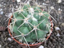 Coryphantha poselgeriana valida Cerro Bola pot 5,5 cm - 12396799